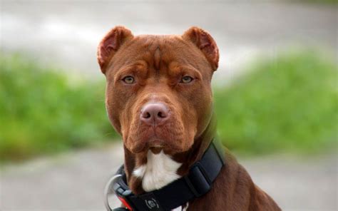 Pit Bull Terrier