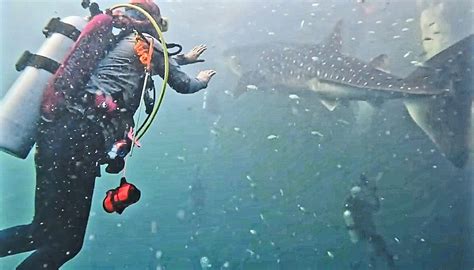 Diving With Gentle Giants The Star