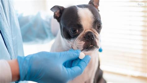 The Ultimate Guide To Aspirin Dosage For Dogs