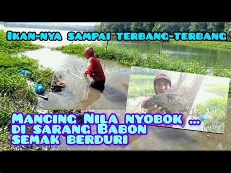 Umpan Lumut Payau Mancing Di Spot Ikan Nila Babon Semak Berduri