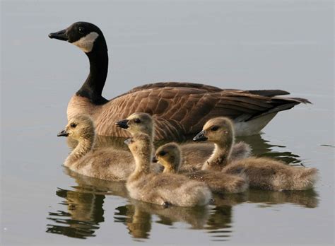 Geese Free Stock Photo - Public Domain Pictures