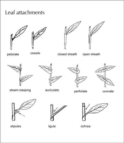 Leaf Attachments In Morphological Terms