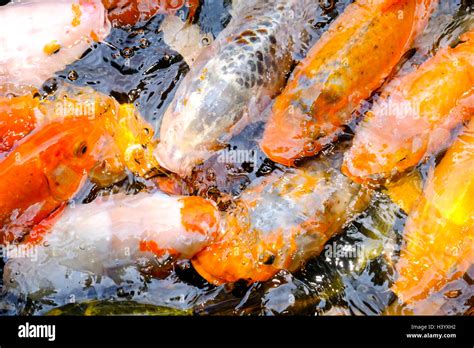 Fish Koi Carp Hi Res Stock Photography And Images Alamy