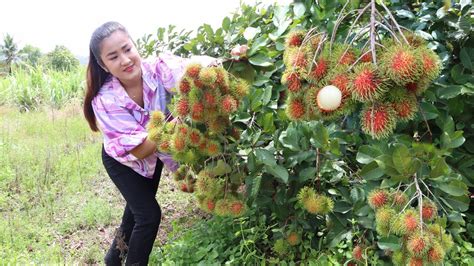 Rambutan Fruit Season Is Coming In My Village Rambutan Fruit Recipe