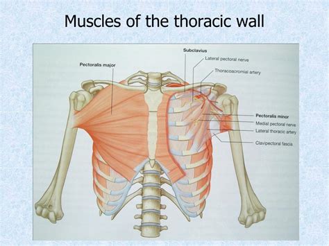 Anatomy Of Chest Wall Thoracic Muscles Attachments Actions | Images and ...