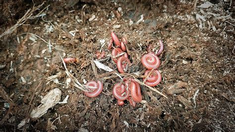 HUNTING MILLIPEDES Mencari Dan Menangkap Hewan Kaki Seribu YouTube