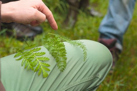 Formation De Deux Ans En Botanique Culinaire Cuisine Sauvage Asbl