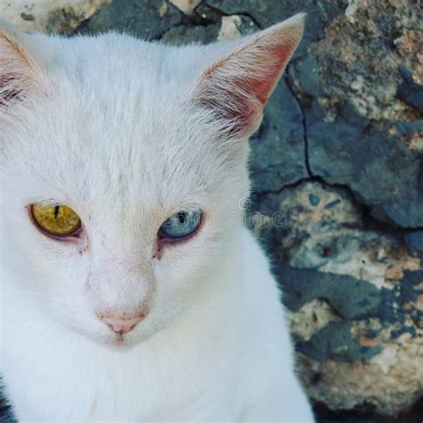 Gato Branco De Siemic Os Olhos Azuis E Verdes Foto De Stock