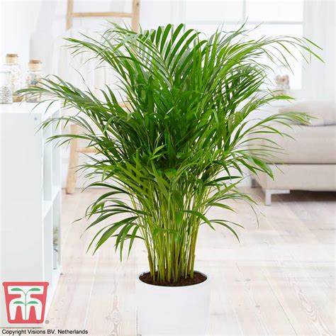 Indoor Bamboo Palm