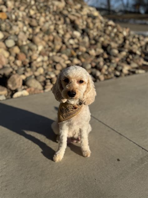 Upcoming + Available Litters - MiniSota Goldendoodles