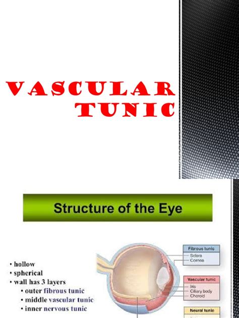 Vascular Tunic 17 Bvm 89 Pdf Human Eye Human Anatomy