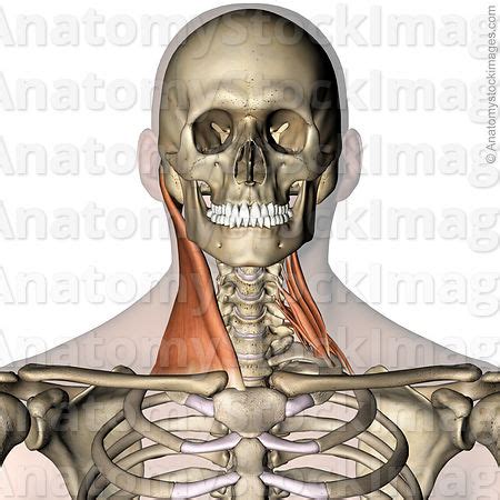 Anatomy Stock Images Neck Muscles Musculus Sternocleidomastoideus