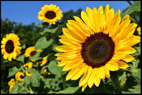 Short Essay On Sunflower Flower In Hindi Best Flower Site