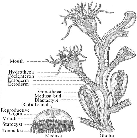 Obelia Life Cycle