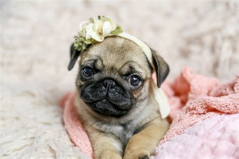 Newborn Baby Pugs