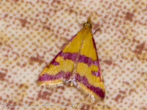 Scarce Crimson And Gold Moth Project Noah