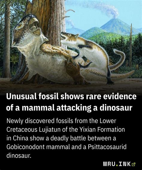 Unusual fossil shows rare evidence of a mammal attacking a dinosaur in ...