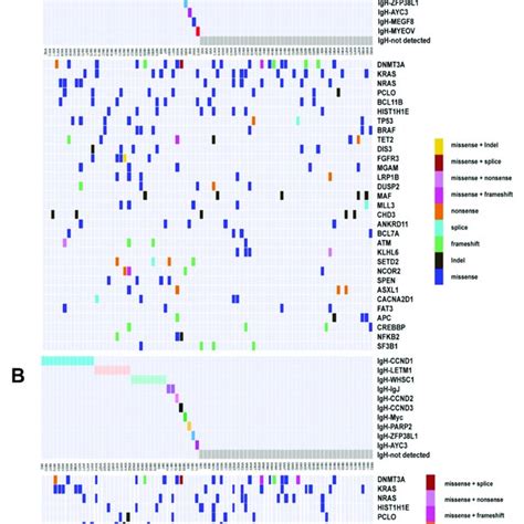 Genomic Landscape Under Different IgH Translocations Somatic Mutation