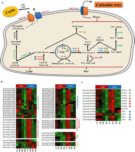 Expression Of B Napus Cutin And Wax Biosynthetic Pathways Genes And