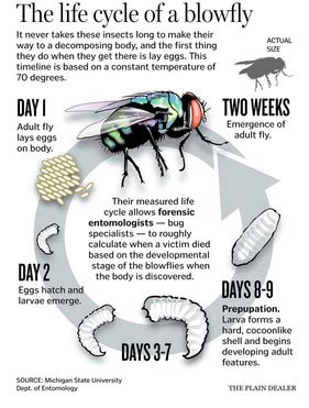 Blow Fly Life Cycle - Forensic Entomology