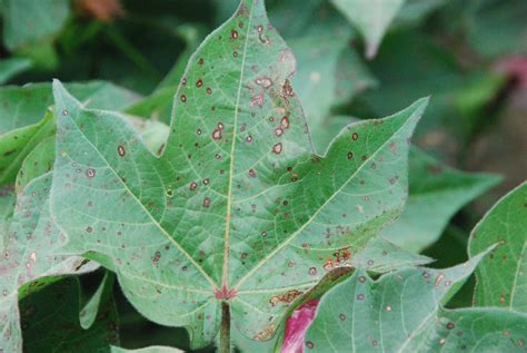 Field Identification Of Foliar Cotton Diseases Can Oftentimes Be Based On Canopy Location