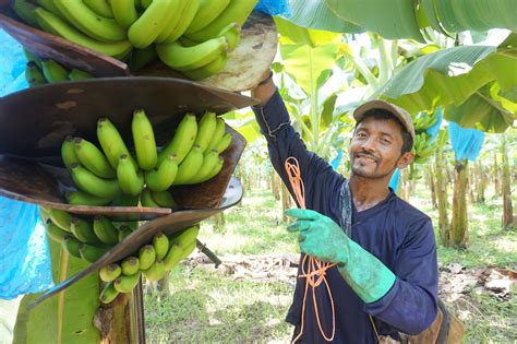 One Step Further For The Well Being Of Banana Workers Rainforest Alliance