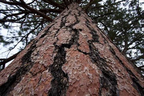 How To Draw A Ponderosa Pine Tree Born Tickincers