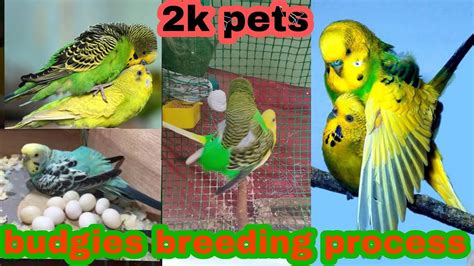 Budgies Breeding Video Budgies Mating Video Budgies Mating Call