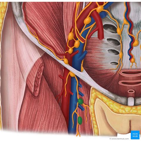 External Female Genitalia Anatomy And Blood Supply Kenhub