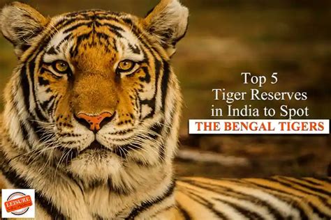 Top 5 Tiger Reserves In India To Spot The Bengal Tigers