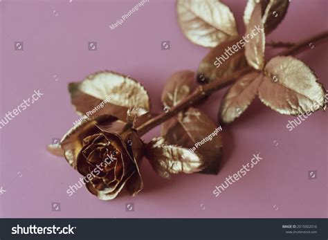 Goldrose Over 5 Royalty Free Licensable Stock Photos Shutterstock