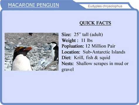 Macaroni Penguin Quick Facts Macaroni Penguin Penguins Penguins Project