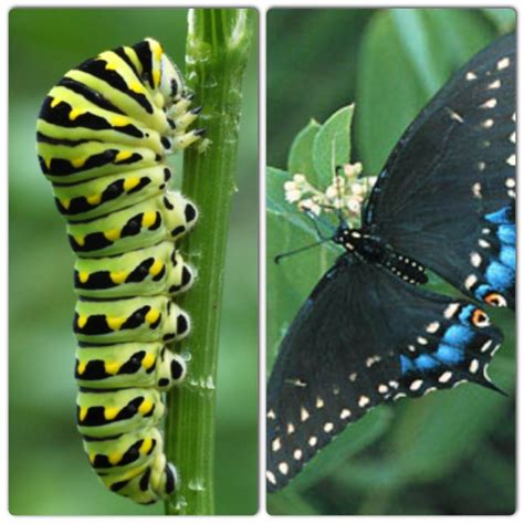 Eastern Black Swallowtail Butterflies From Caterpillars Found In My Parsley We Brought The