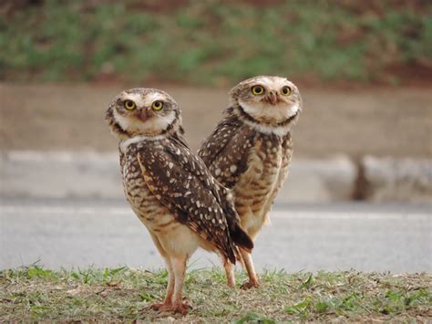 Hibou Nature - Photo gratuite sur Pixabay - Pixabay