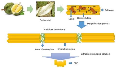 Polymers Free Full Text Cellulose Nanocrystals CNCs And Its