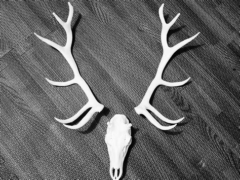 Elk Skull Split Antlers By Dtm247 Makerworld