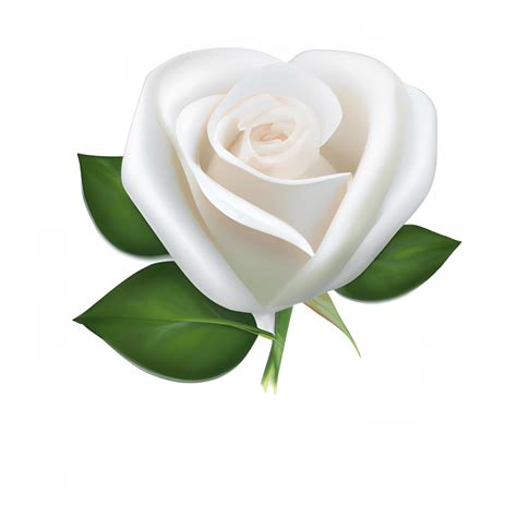 Realistic White Rose Clipart · Creative Fabrica