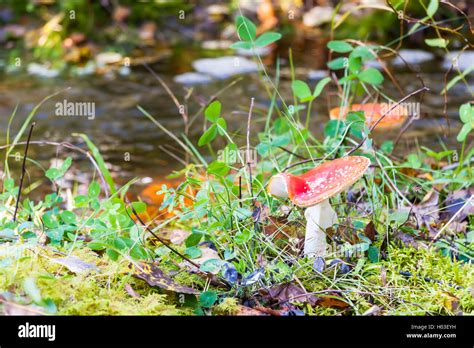 Red And White Toadstool Hi Res Stock Photography And Images Alamy