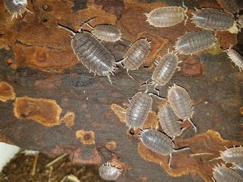 15 Giant Canyon Isopods Porcellio Dilatatus Large Soft Bodied Insect