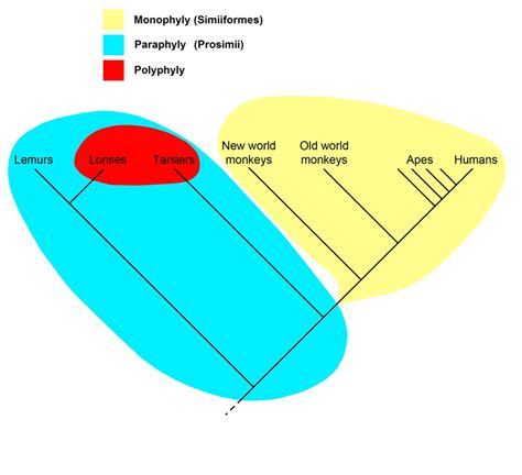 Cladogram of the primates, showing a monophyly (the simians, in yellow), a paraphyly (the ...