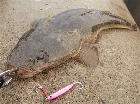 マゴチ釣りの時期・時間帯選びの基本を徹底解説！ まるなか大衆鮮魚