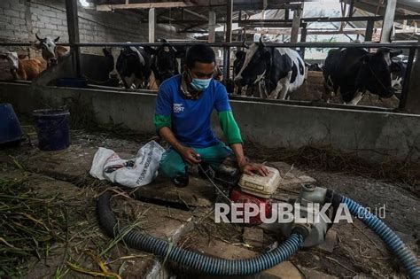 Energi Biogas Dari Kotoran Sapi Untuk Rumah Tangga Republika Online