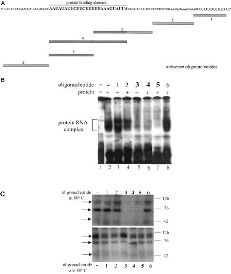 Figure 2 From A Conserved Cis Acting Element In The Parathyroid Hormone