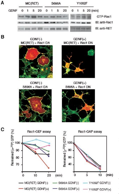 Figure From Novel Mechanism Of Regulation Of Rac Activity And