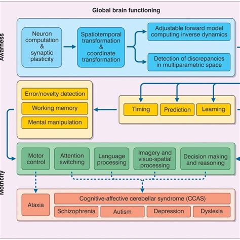 The Cerebello Thalamo Cerebro Cortical Circuits Ctccs The Figure