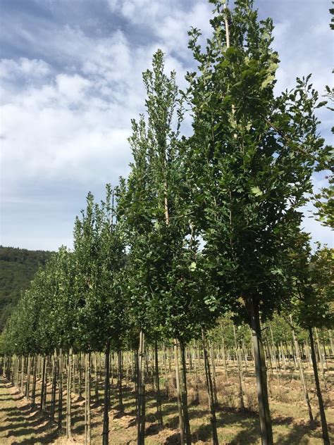 Quercus robur Fastigiata Koster Kugel Säule Hänge Dachform