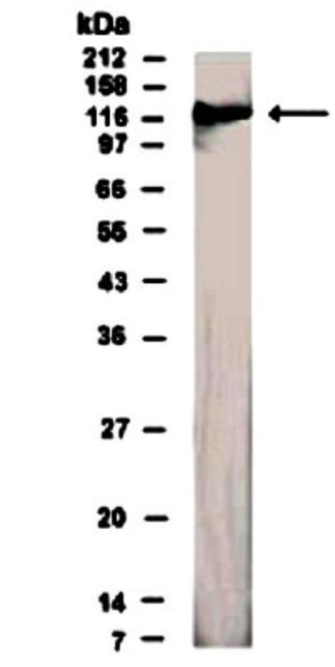 Semaphorin 4D CD100 Antibody BSA Free Novus Biologicals 0 025 Mg