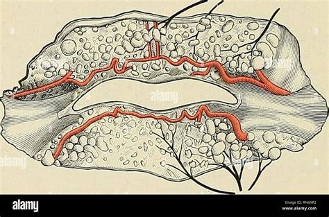 Superior Labial Artery