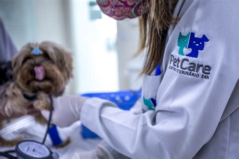 Como Saber Se Meu Pet Tem Câncer Pet Care Hospital Veterinário