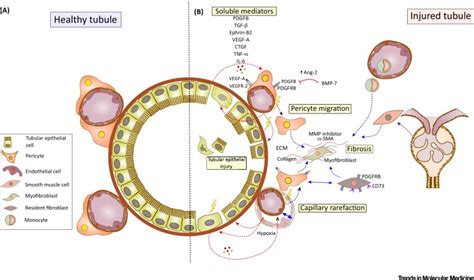 Mechanisms Of Tissue Injury In Lupus Nephritis Trends In Molecular